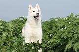 SIBERIAN HUSKY 098